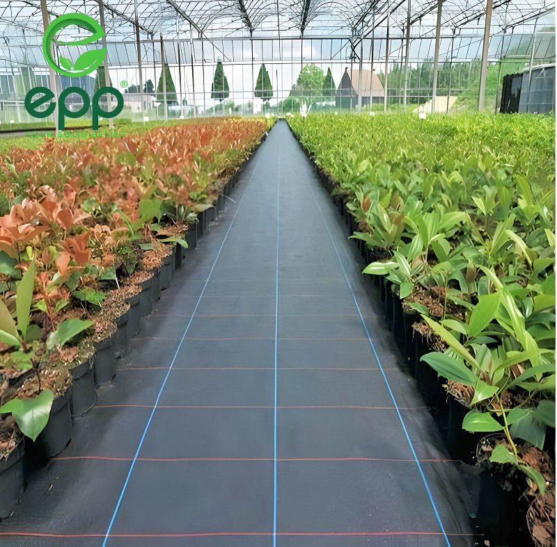 Supplier of quality Ground Cover Cloth for greenhouses